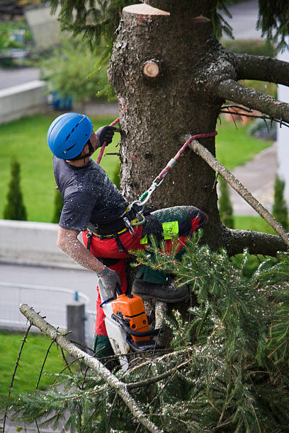 Best Hazardous Tree Removal  in Hollidaysburg, PA